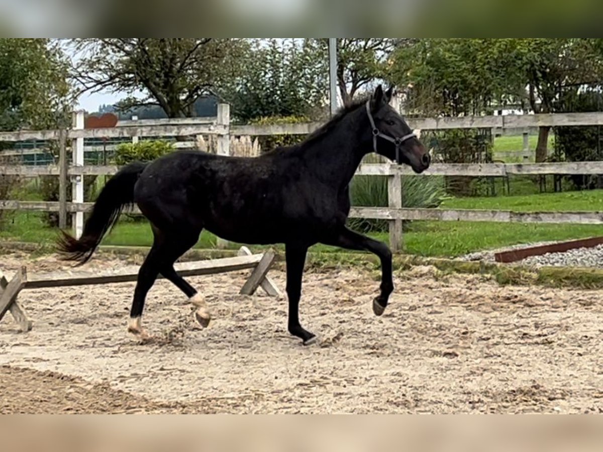 Austriaco Giumenta 2 Anni 168 cm Morello in Polsenz