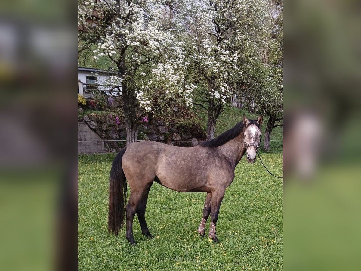 Austriaco Giumenta 3 Anni 161 cm Grigio rossastro in Maria Alm