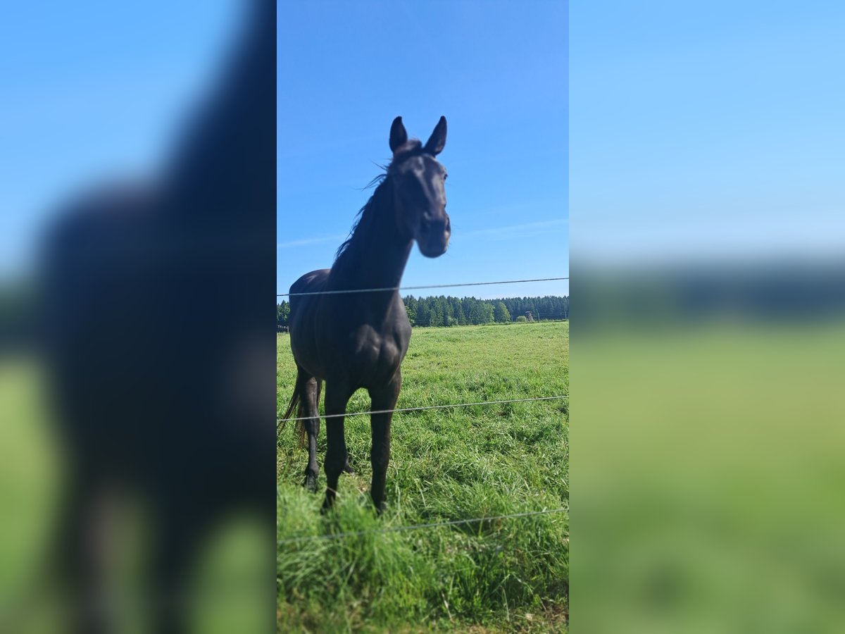 Austriaco Giumenta 3 Anni 178 cm Morello in Weistrach