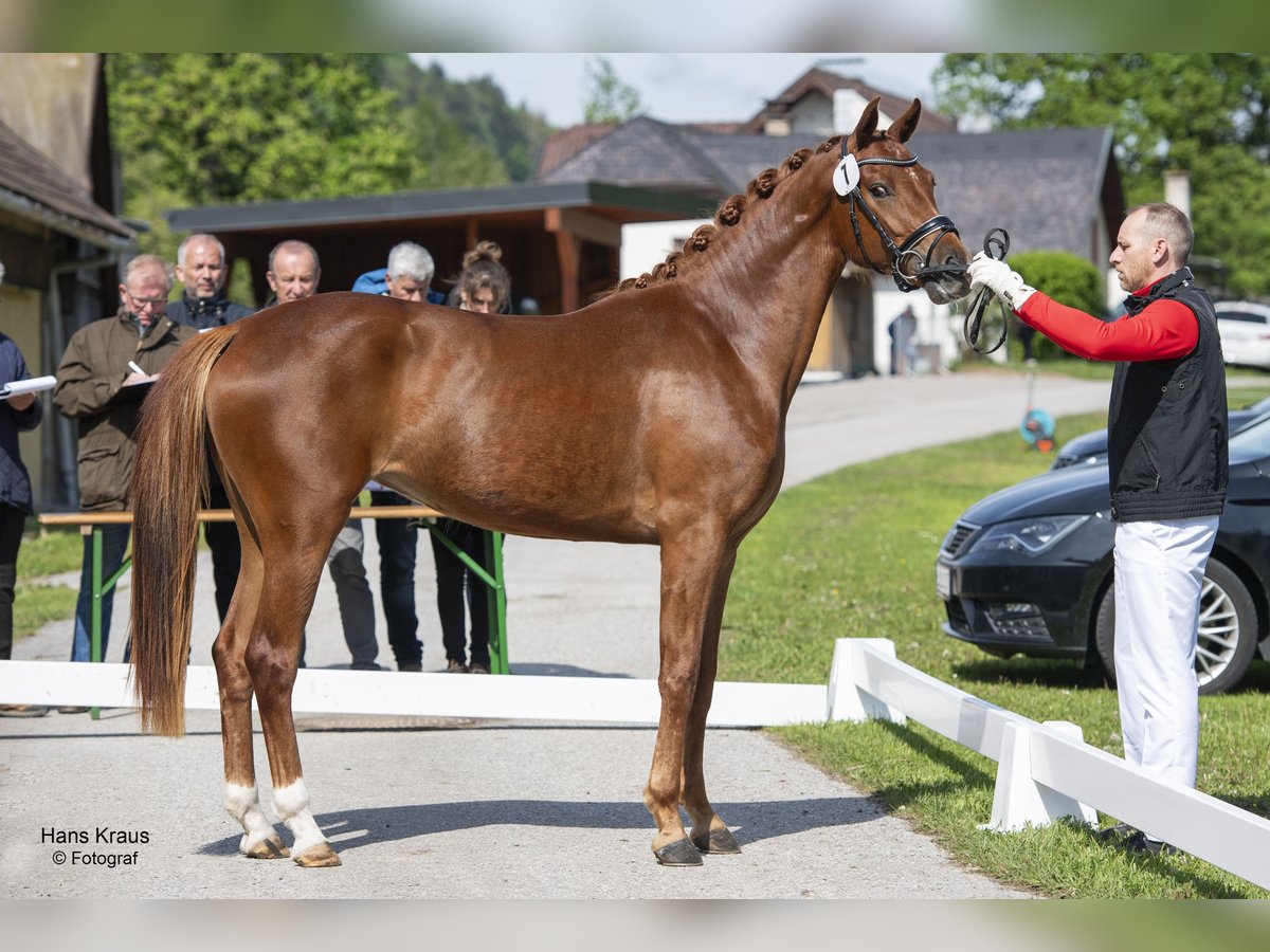 Austriaco Giumenta 4 Anni 165 cm Sauro scuro in Thenneberg