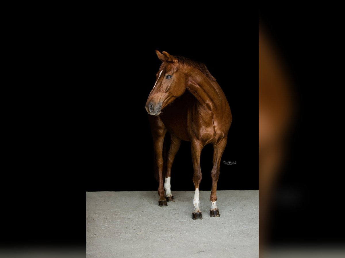 Austriaco Giumenta 6 Anni 164 cm Sauro in Pfarrkirchen bei Bad Hall