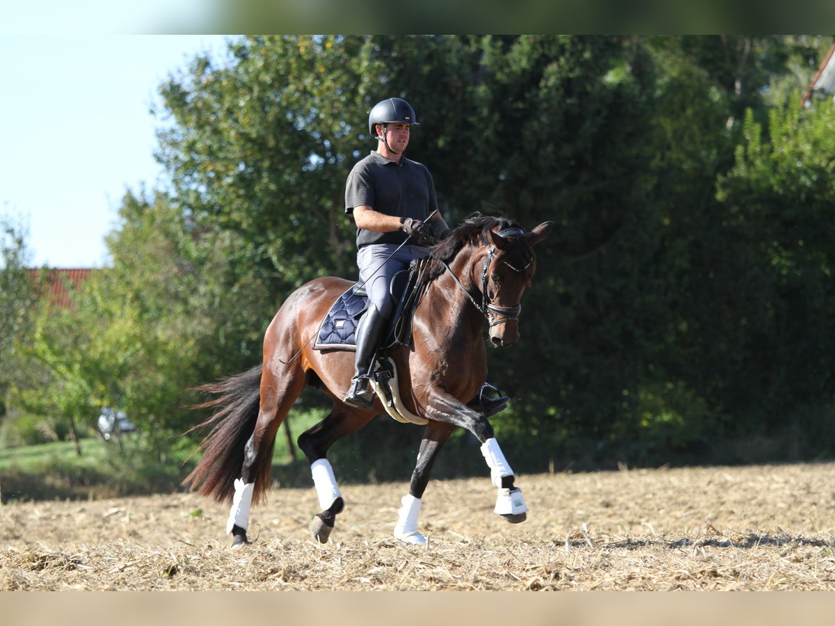 Austriaco Giumenta 6 Anni 167 cm Baio in St Marein bei Graz