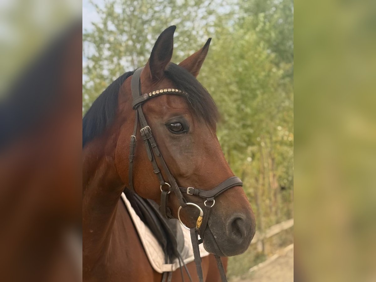 Austriaco Giumenta 6 Anni 168 cm Baio in St. Marein Graz