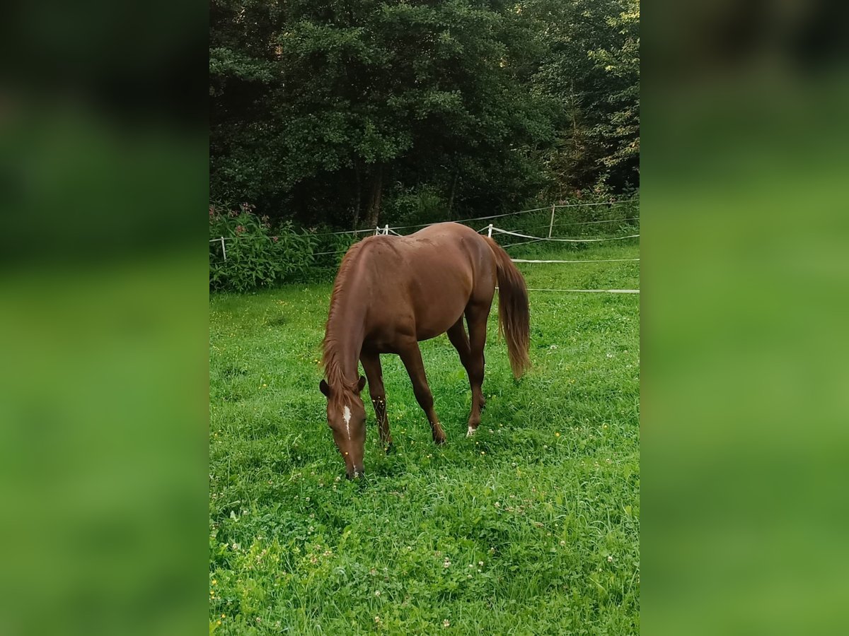 Austriaco Stallone 2 Anni 168 cm Sauro in St. Andr&#xE4;
