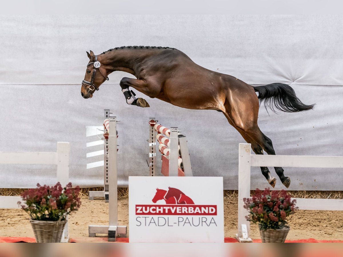 Austriaco Stallone 2 Anni 175 cm Baio in Stadl-Paura