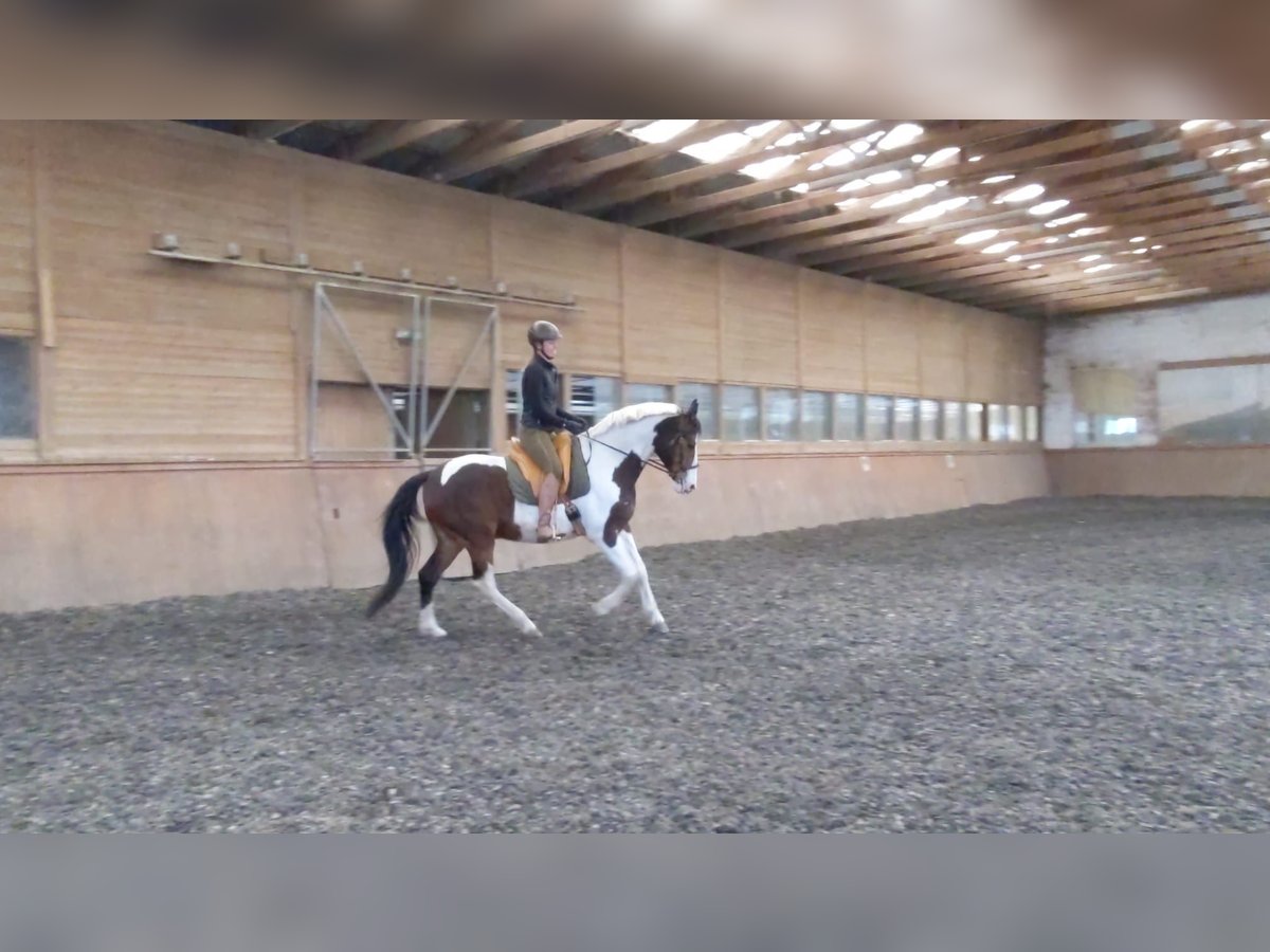 Austrian Warmblood Gelding 10 years 16 hh Pinto in Steinbrunn