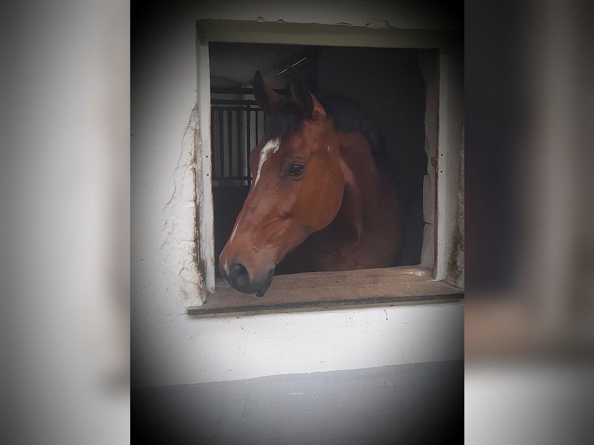 Austrian Warmblood Gelding 11 years 16,3 hh Brown in Hartberg