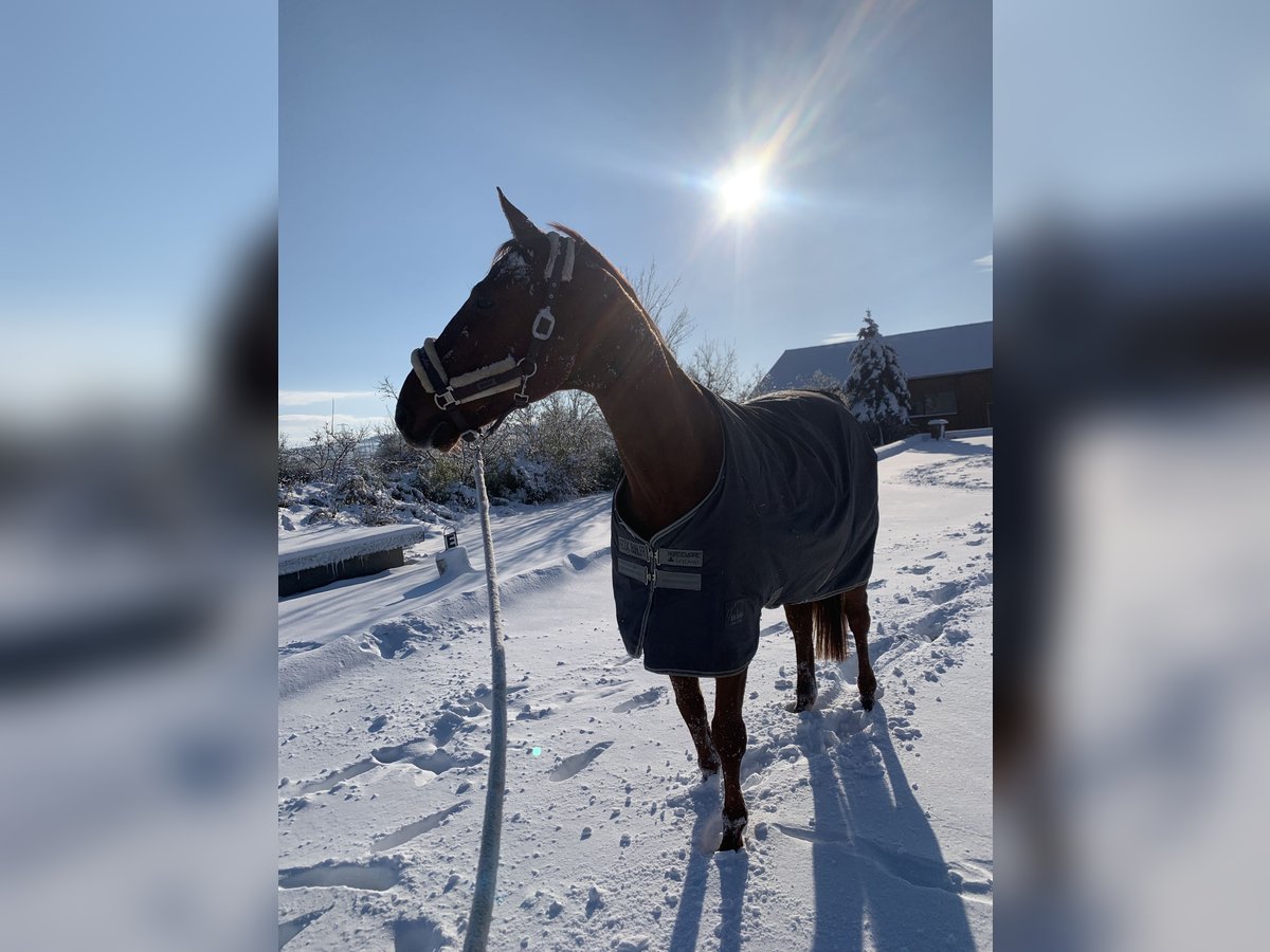 Austrian Warmblood Gelding 12 years 16,3 hh Chestnut-Red in Stetten