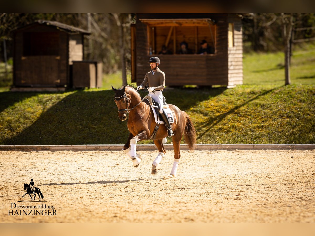 Austrian Warmblood Gelding 12 years 16,2 hh Chestnut-Red in Wels
