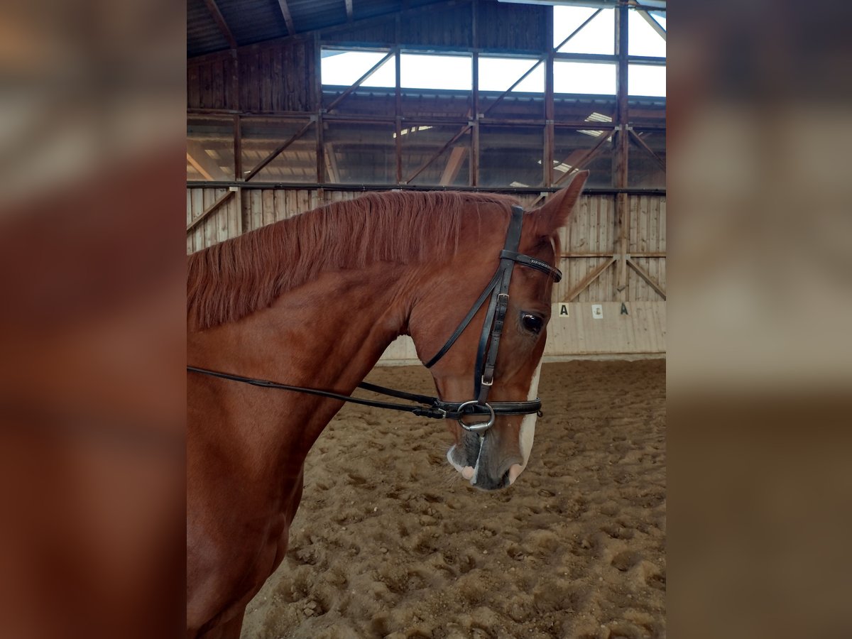 Austrian Warmblood Gelding 13 years 15,3 hh Chestnut-Red in Eberschwang