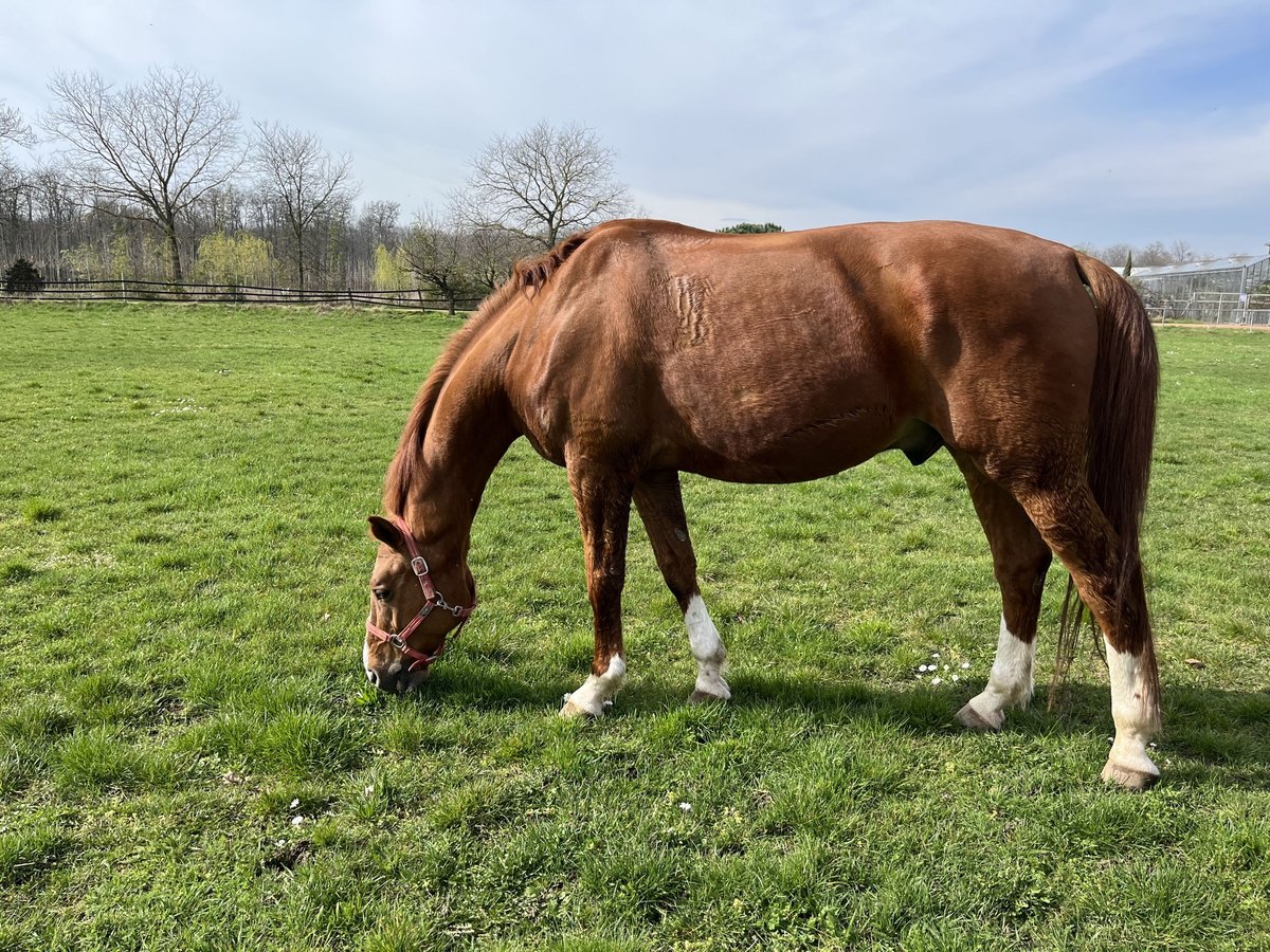 Austrian Warmblood Gelding 13 years 16,3 hh Chestnut-Red in Freiburg im Breisgau