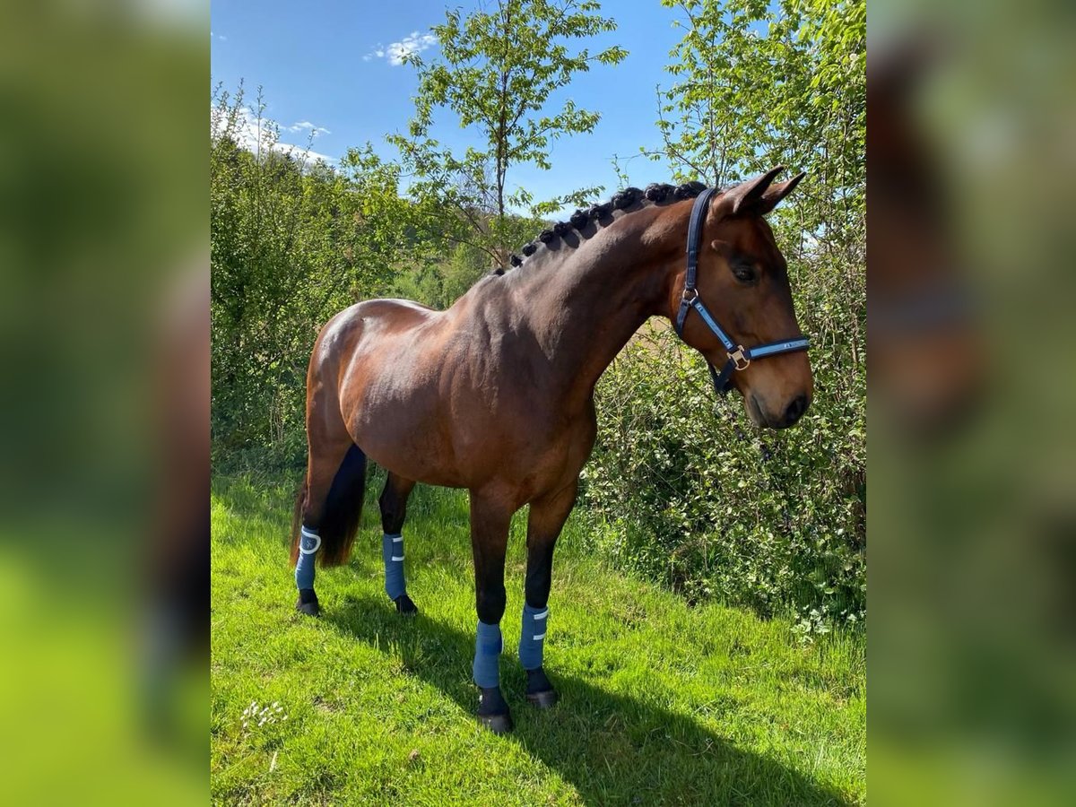Austrian Warmblood Gelding 13 years 16 hh Brown in St. Stefan im Rosenthal