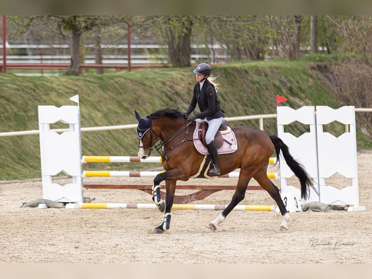 Austrian Warmblood Gelding 13 years 17,1 hh Brown in Zurndorf