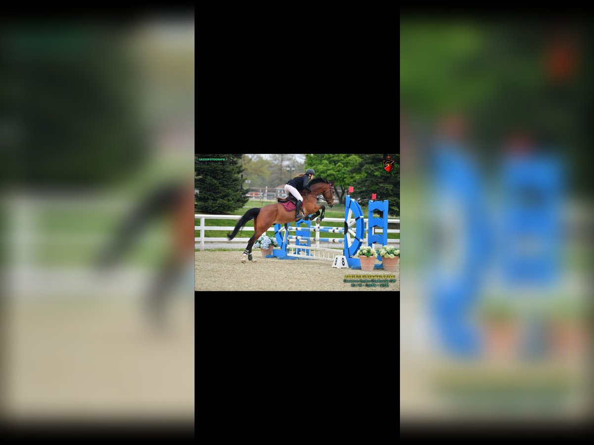 Austrian Warmblood Gelding 13 years 17 hh Brown in Taverne Austrian Warmblood Gelding 13 years 17 hh Brown in Taverne