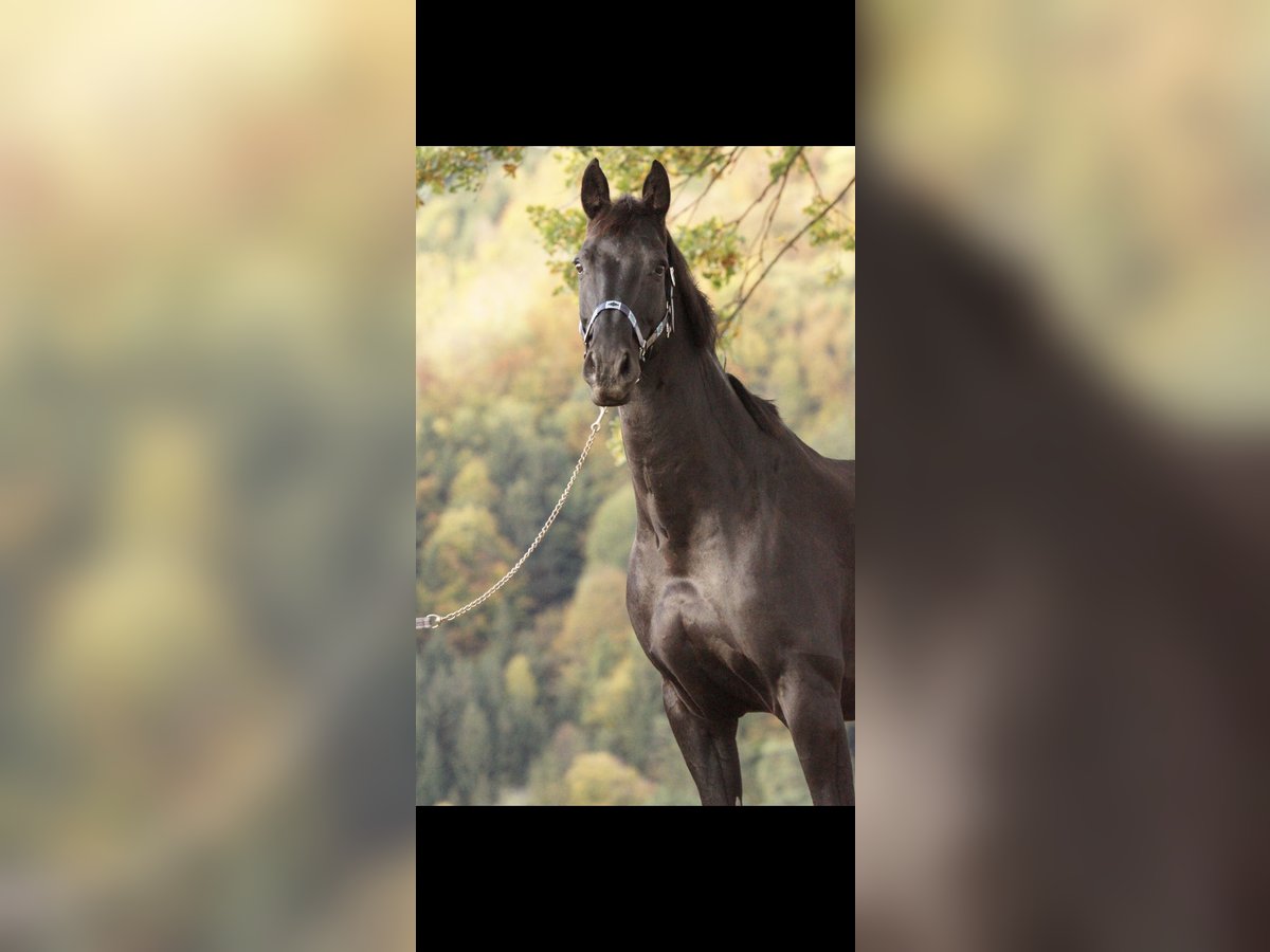 Austrian Warmblood Gelding 14 years 16,3 hh Black in St.Pölten