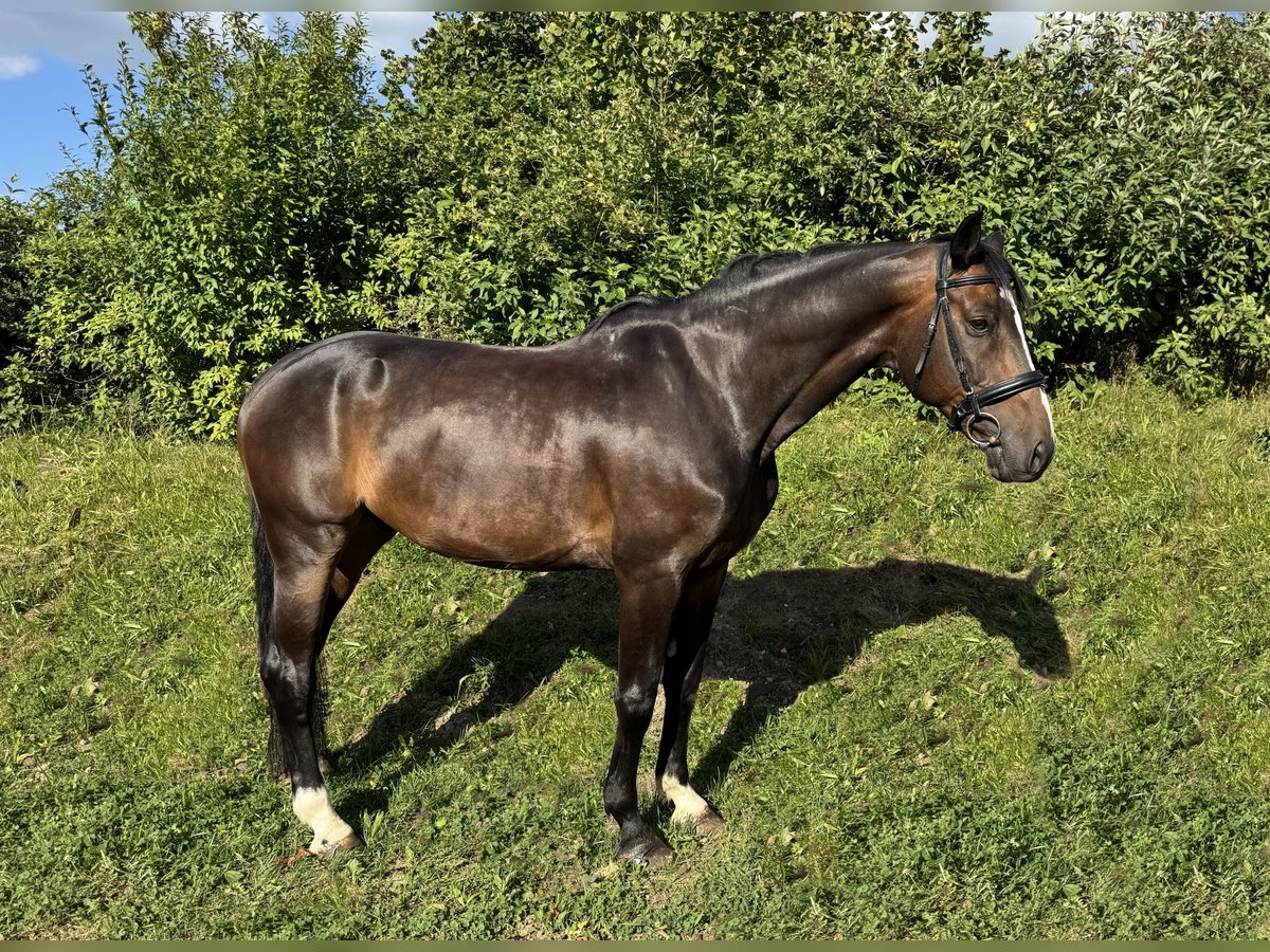 Austrian Warmblood Gelding 14 years 16 hh Smoky-Black in Altenfelden