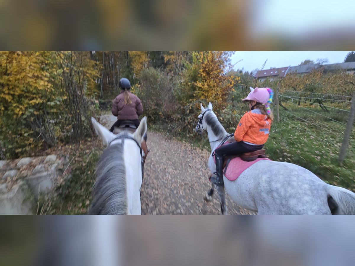 Austrian Warmblood Gelding 15 years 16,2 hh Grey in Klein-Preding