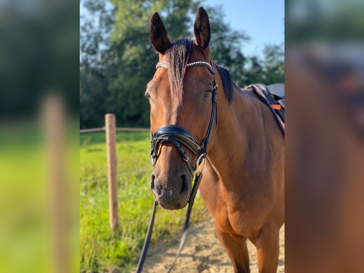 Austrian Warmblood Gelding 17 years 16,1 hh Brown in Eferding