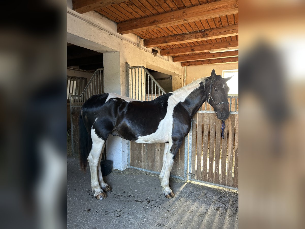 Austrian Warmblood Mix Gelding 20 years 15,1 hh Pinto in Weinzierl