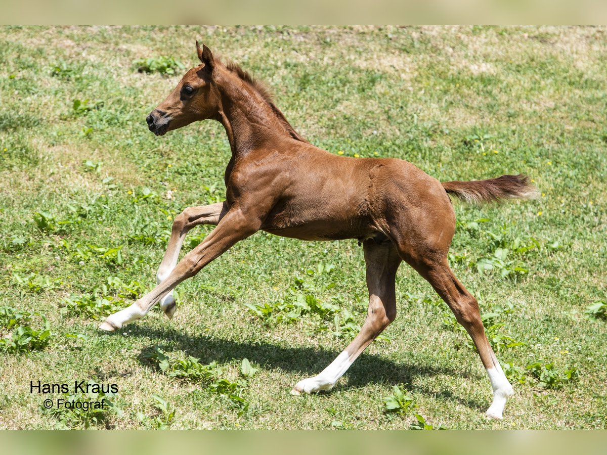 Austrian Warmblood Gelding 2 years Chestnut-Red in Kothgumprechting