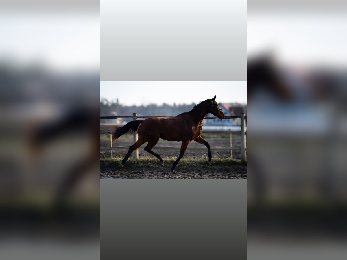 Austrian Warmblood Gelding 3 years 16,1 hh Brown in Bad Schwanberg