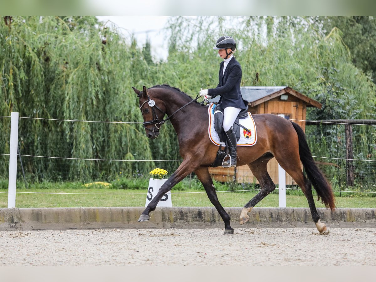Austrian Warmblood Gelding 3 years 16,2 hh Bay-Dark in Rudersdorf Austrian Warmblood Gelding 3 years 16,2 hh Bay-Dark in Rudersdorf