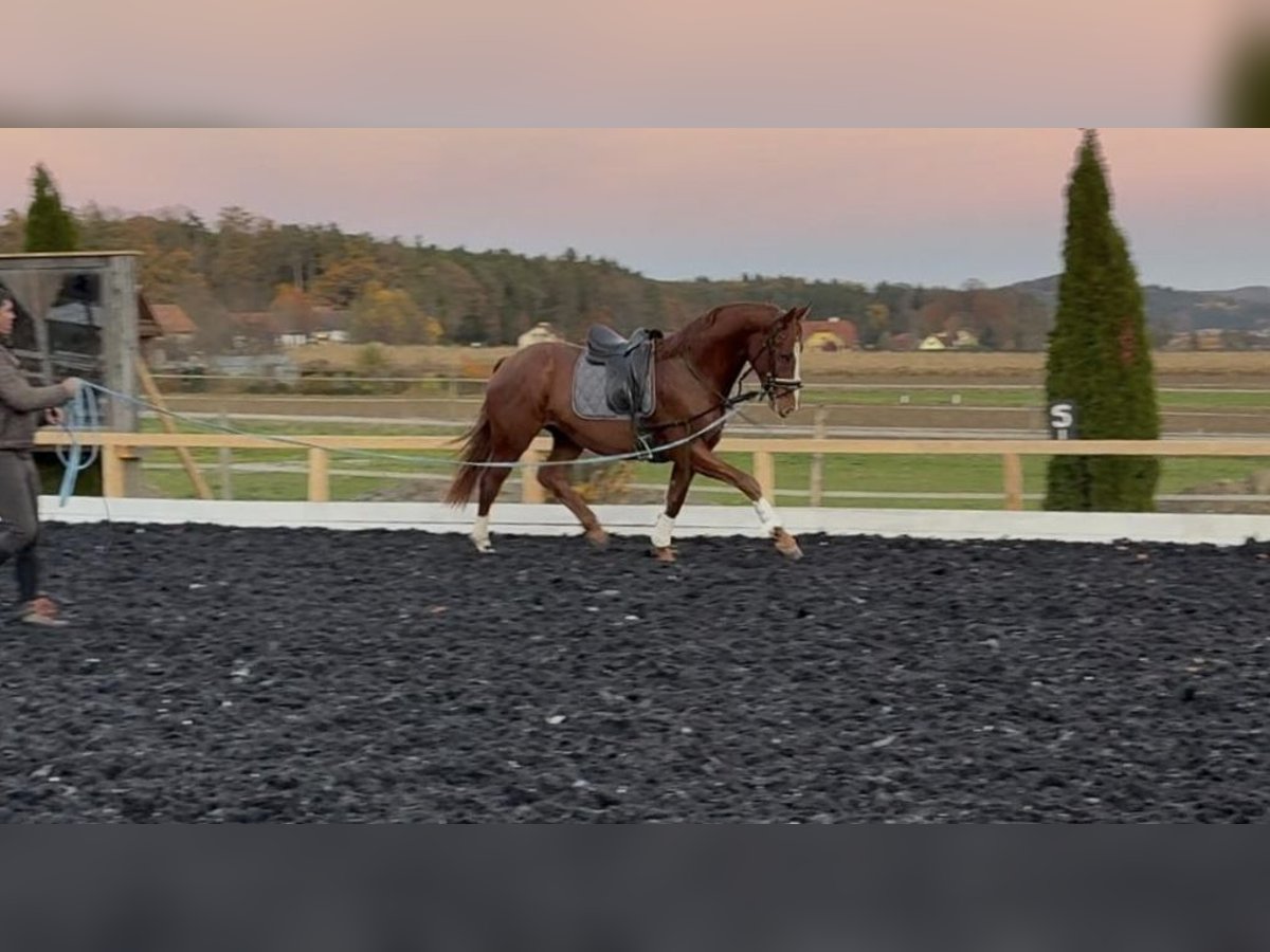 Austrian Warmblood Gelding 3 years 17 hh Chestnut-Red in St Marein bei Graz