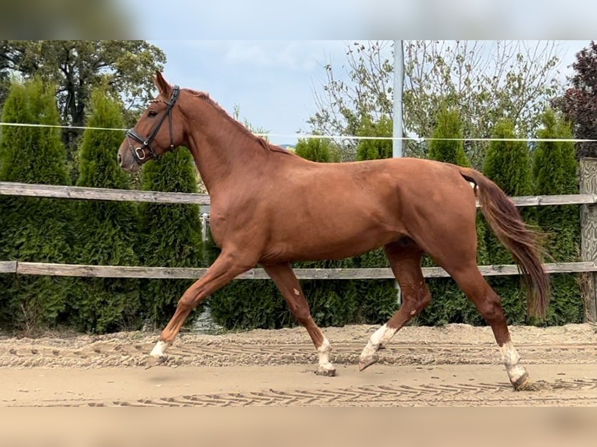 Austrian Warmblood Gelding 4 years 16,1 hh Chestnut-Red in Eferding