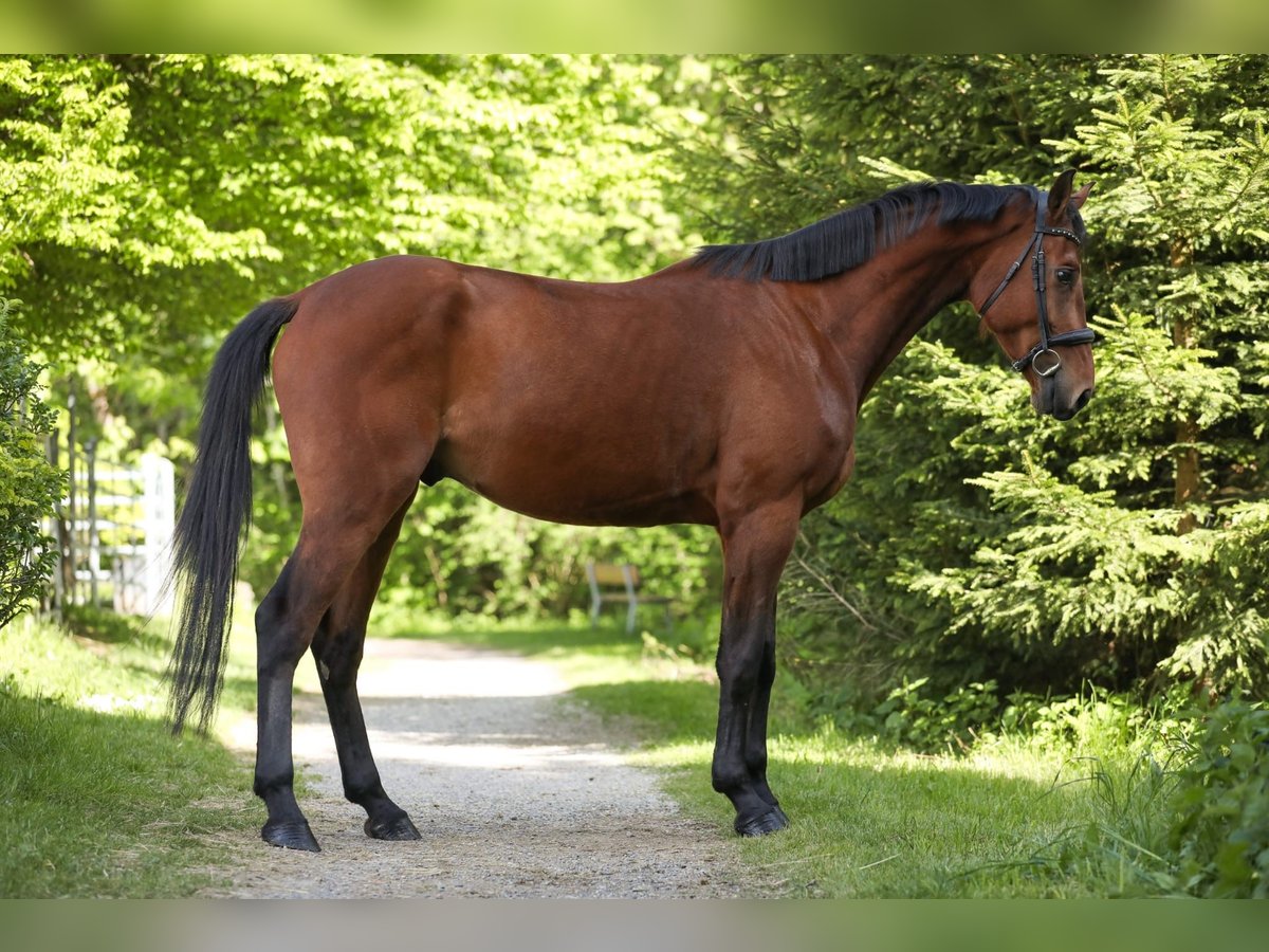Austrian Warmblood Gelding 4 years 16,3 hh Brown in Wertach