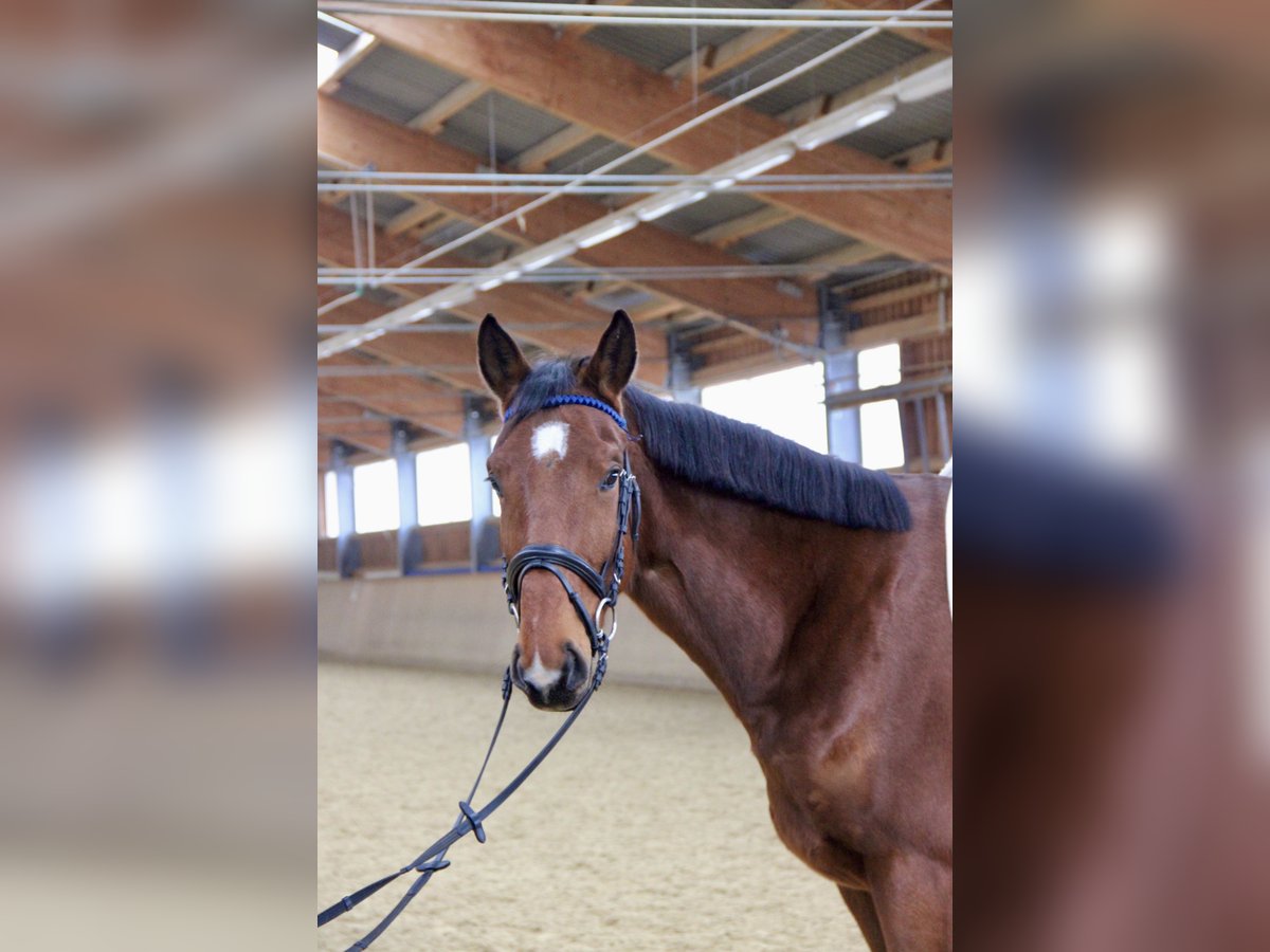 Austrian Warmblood Gelding 5 years 16,2 hh Brown in Kaltenleutgeben