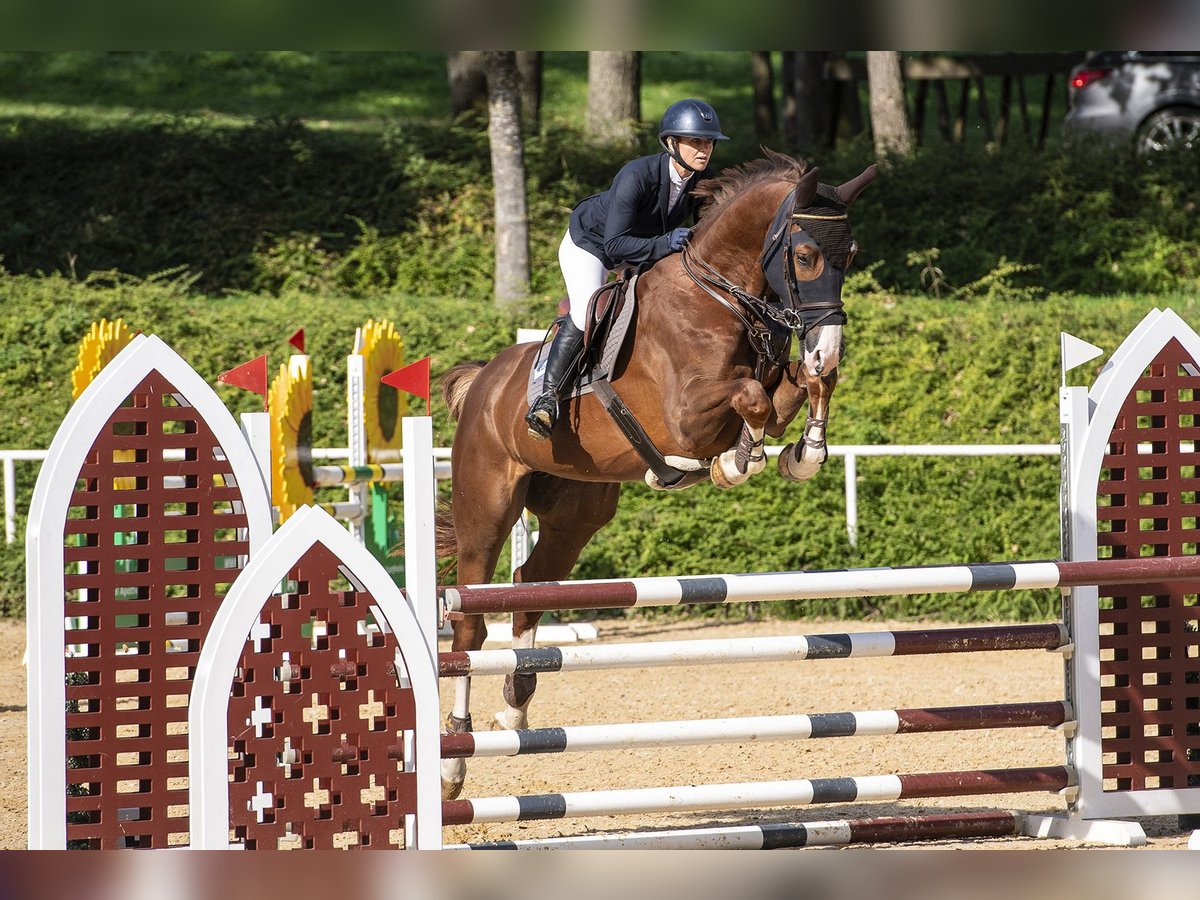 Austrian Warmblood Gelding 5 years 17,2 hh Chestnut-Red in Ottnang am Hausruck