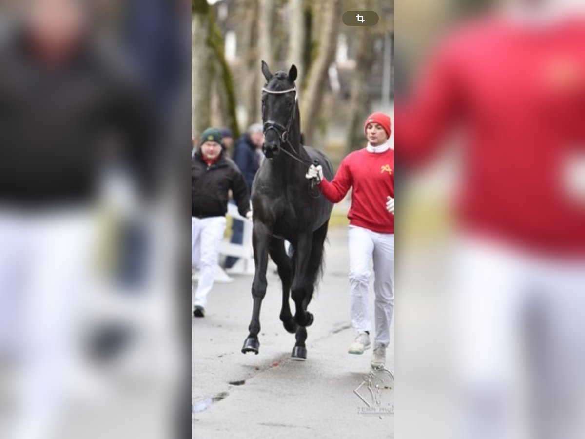 Austrian Warmblood Gelding 5 years 17 hh Black in Bad Kleinkirchheim