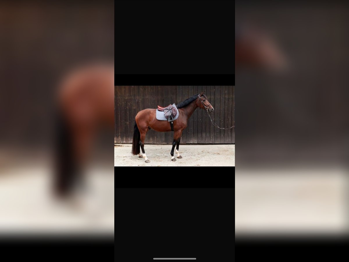 Austrian Warmblood Gelding 6 years 15,2 hh Brown in Pinkafeld