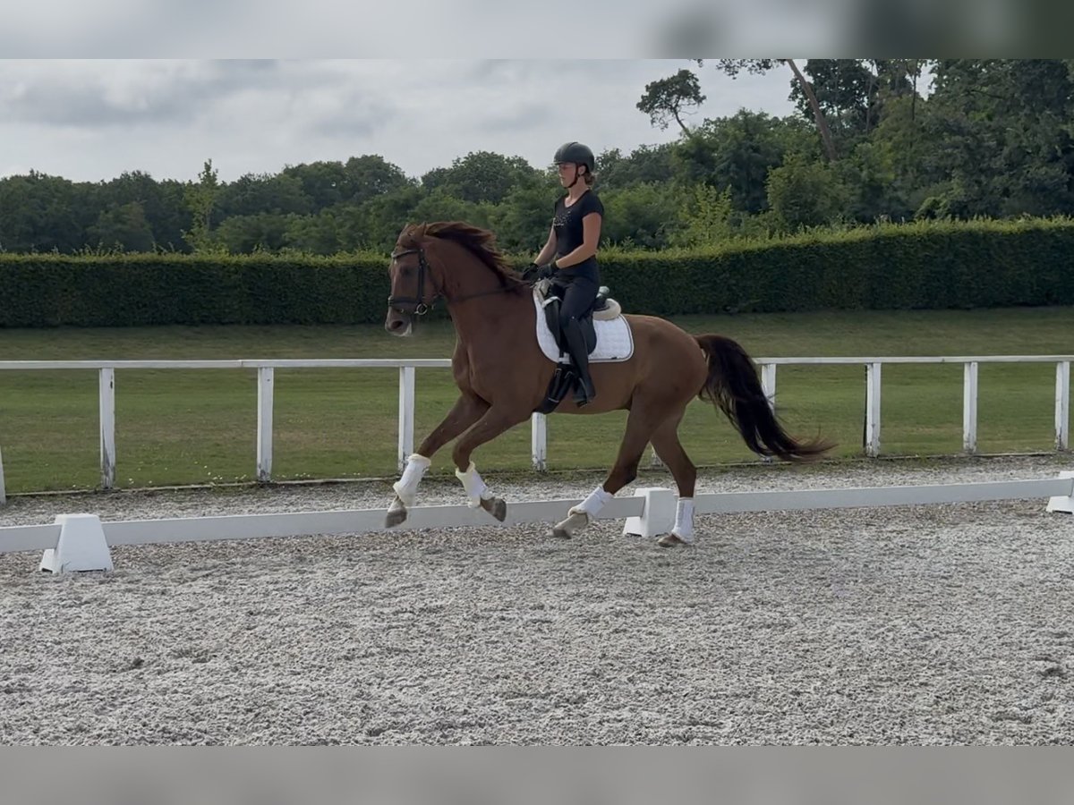Austrian Warmblood Gelding 6 years 16,2 hh Chestnut in Rous&#xED;nov