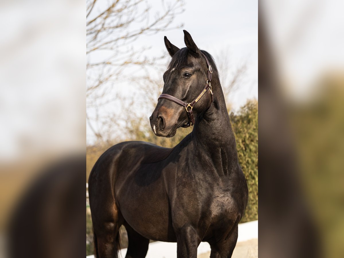 Austrian Warmblood Gelding 6 years 16 hh Smoky-Black in Kaltenleutgeben