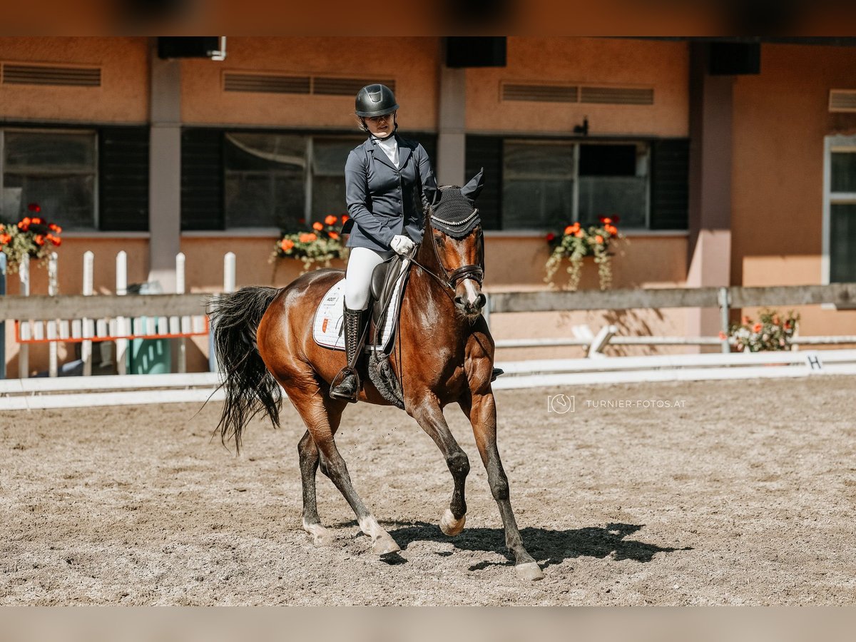 Austrian Warmblood Gelding 7 years 16,1 hh Brown in Abtenau