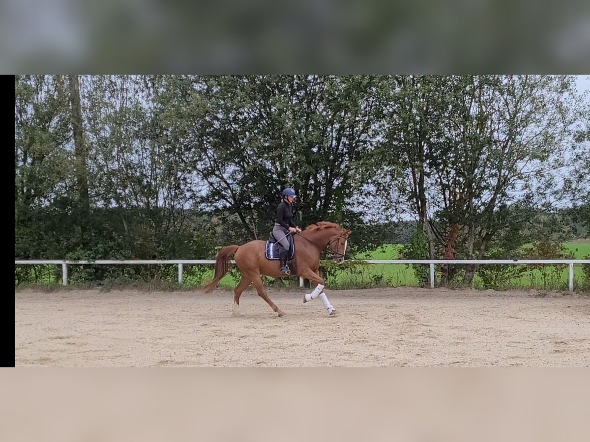 Austrian Warmblood Gelding 7 years 16,2 hh Chestnut-Red in Lamprechtshausen