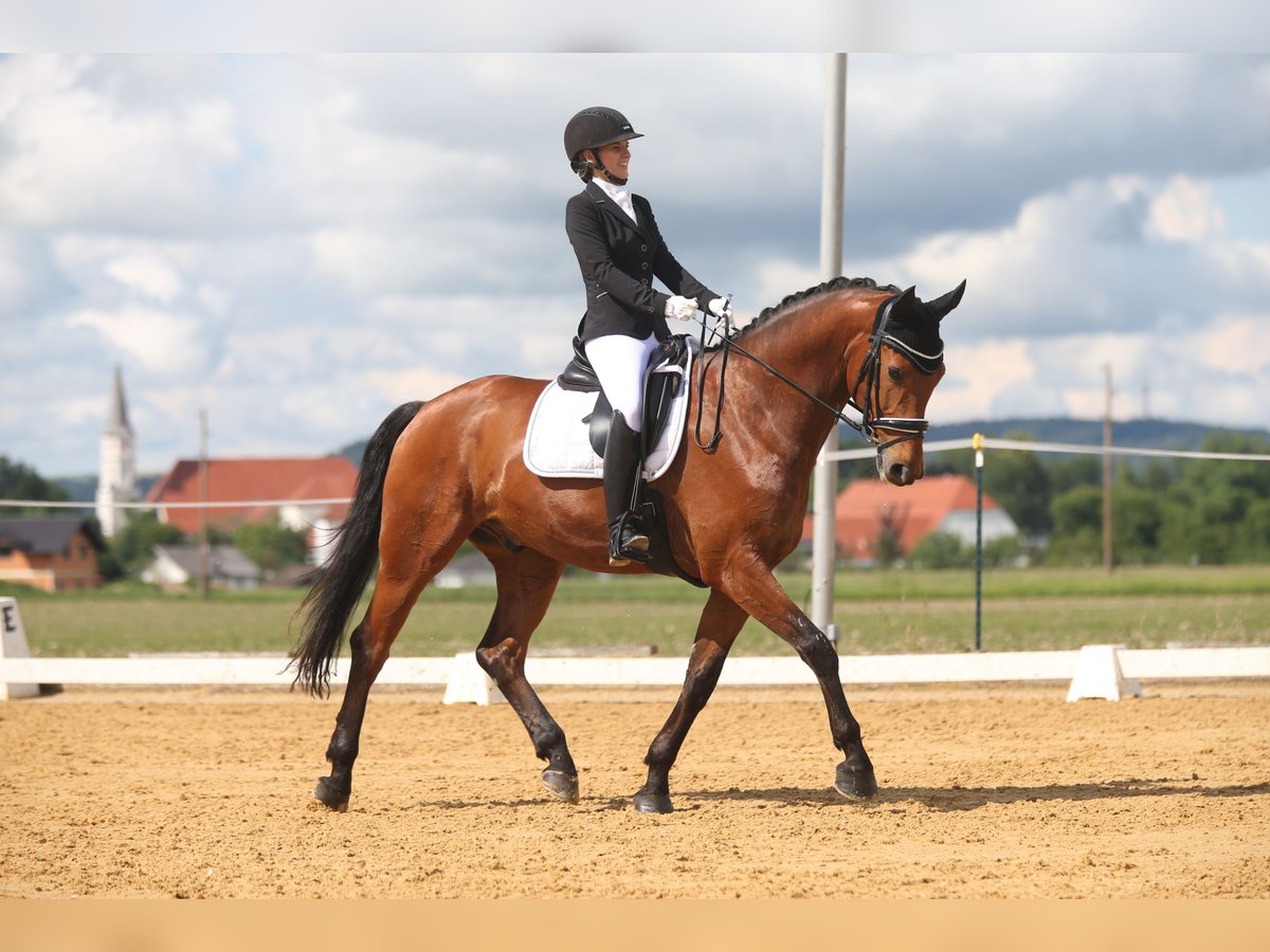 Austrian Warmblood Gelding 9 years 16,2 hh Brown in Waging am See