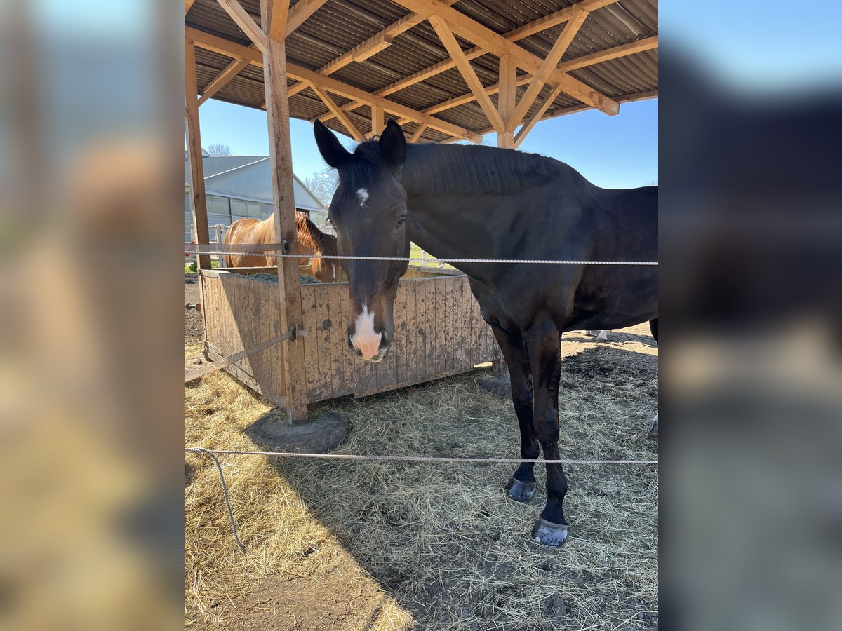 Austrian Warmblood Gelding 9 years 18 hh Bay-Dark in Ebreichsdorf