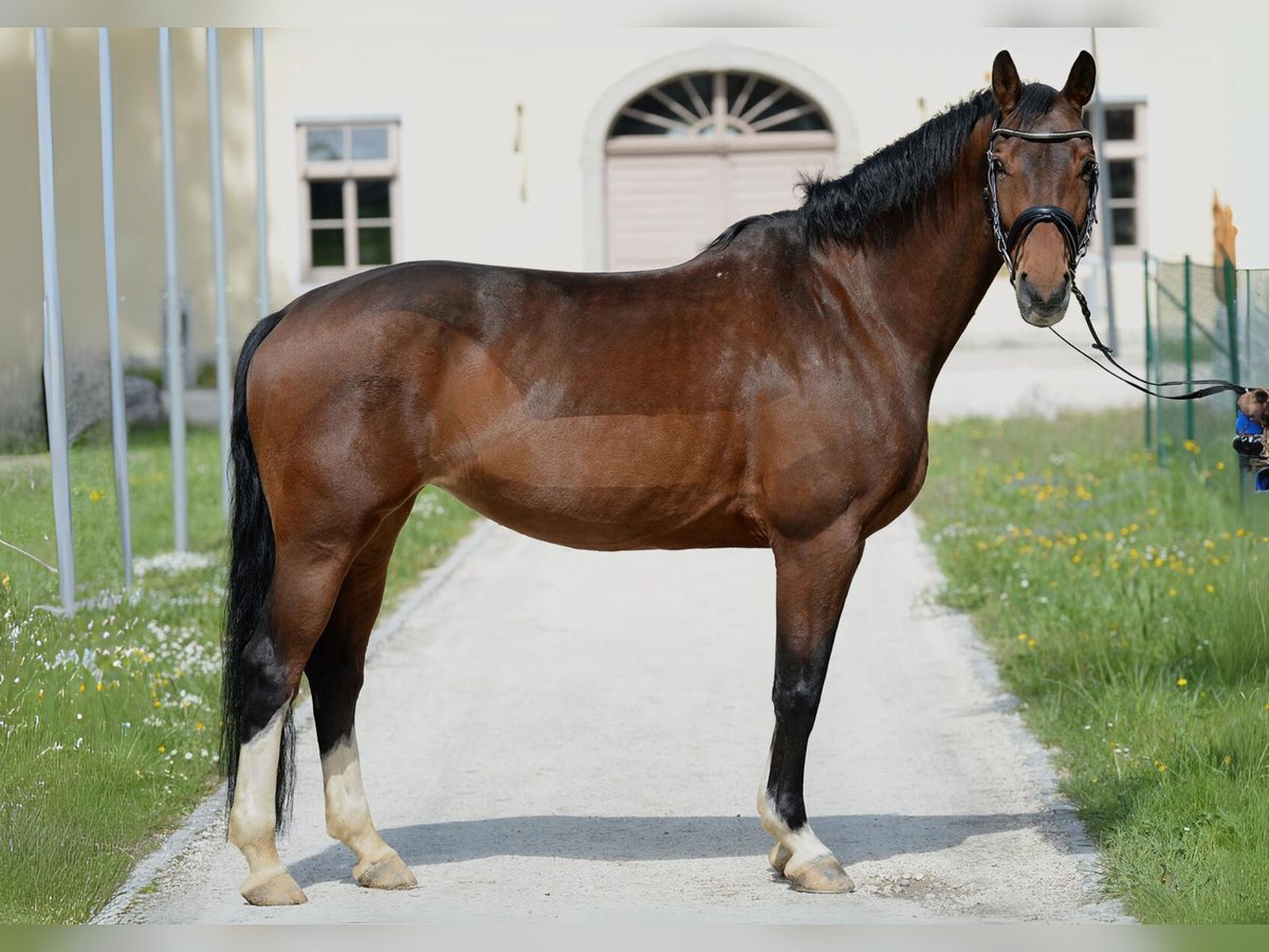 Austrian Warmblood Mare 10 years 16,1 hh Brown in Stadl-Paura