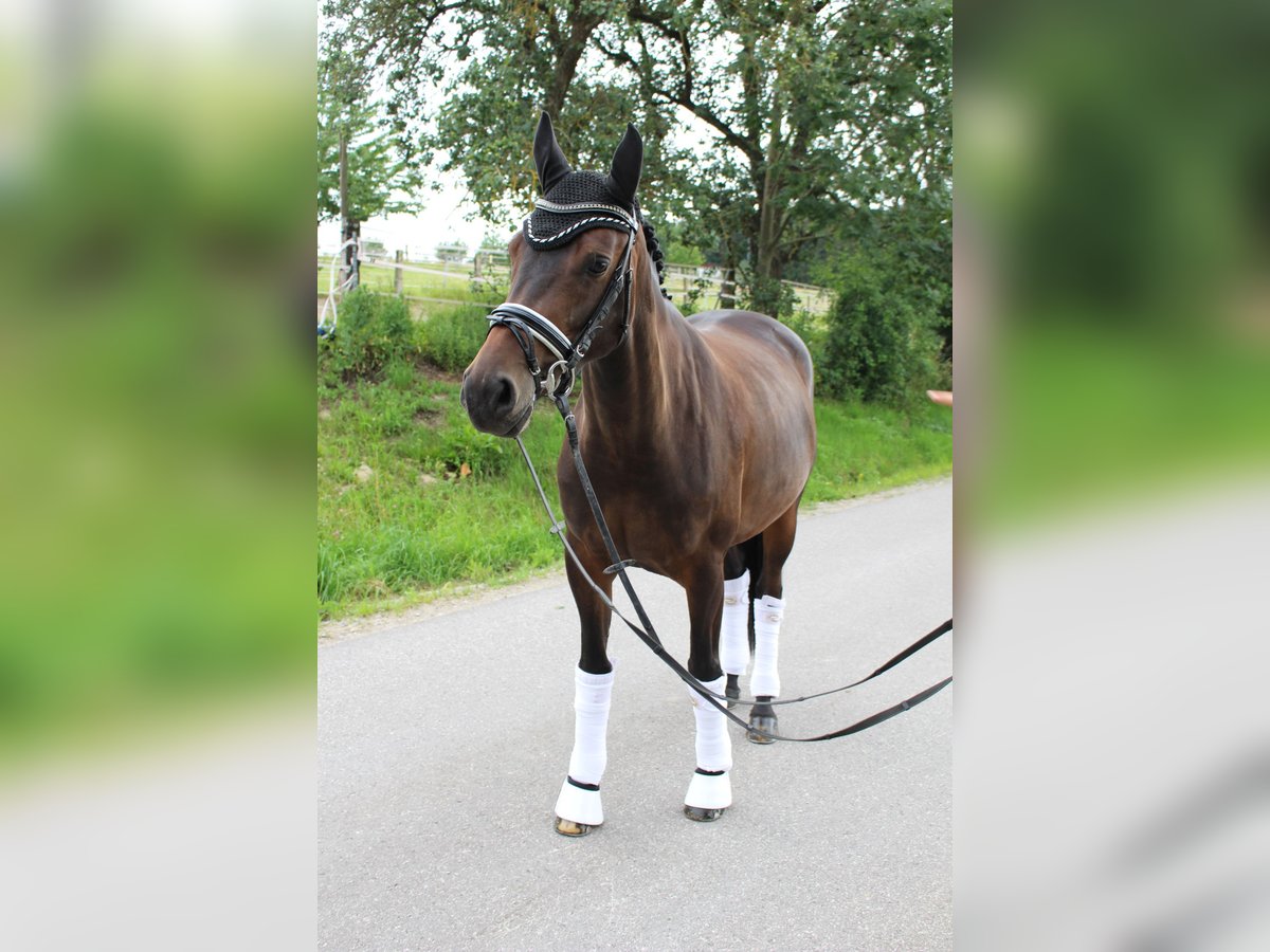 Austrian Warmblood Mare 10 years 16 hh in Gallneukirchen