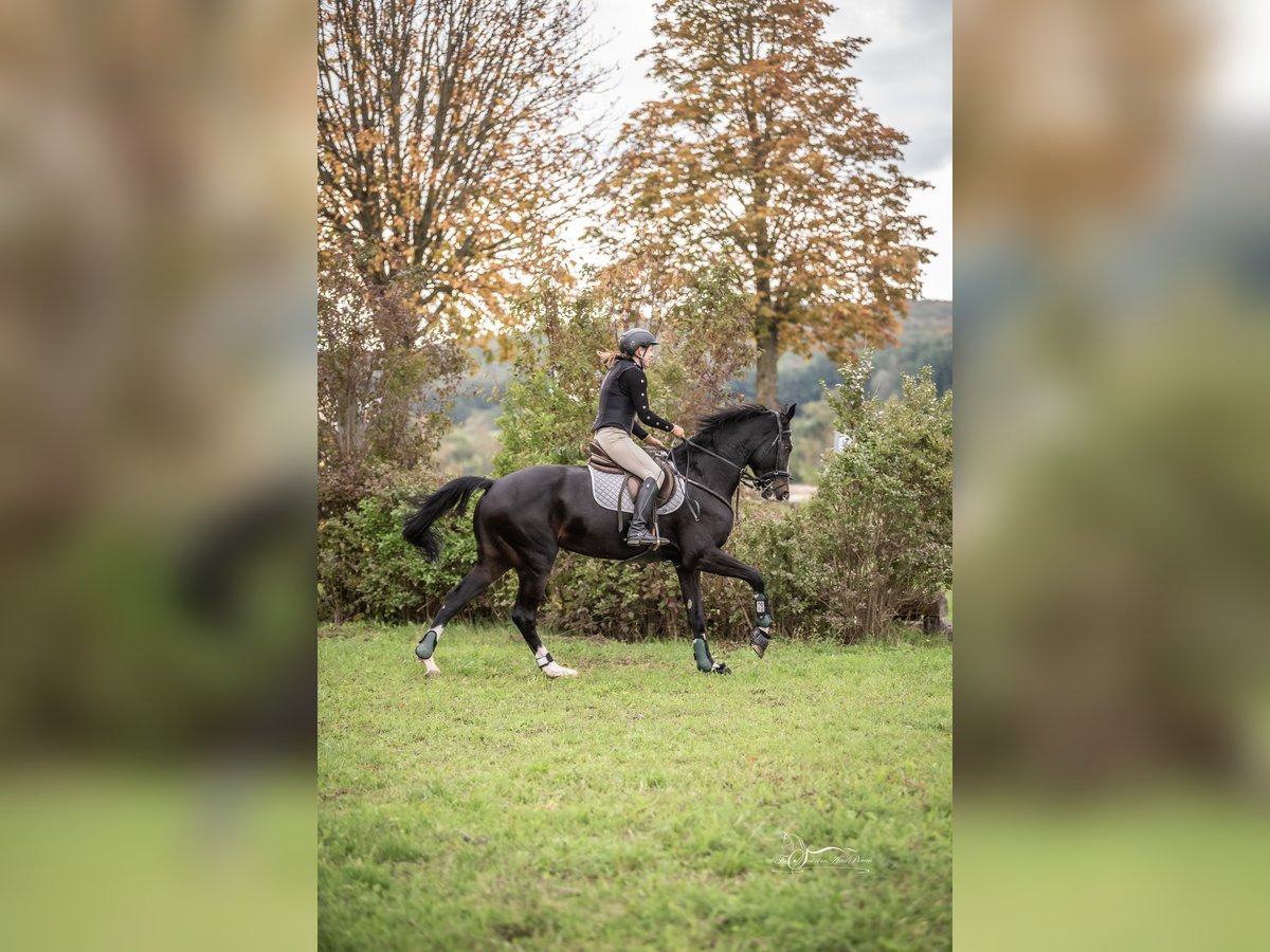 Austrian Warmblood Mare 11 years 17 hh Brown in Breitenfurt bei Wien