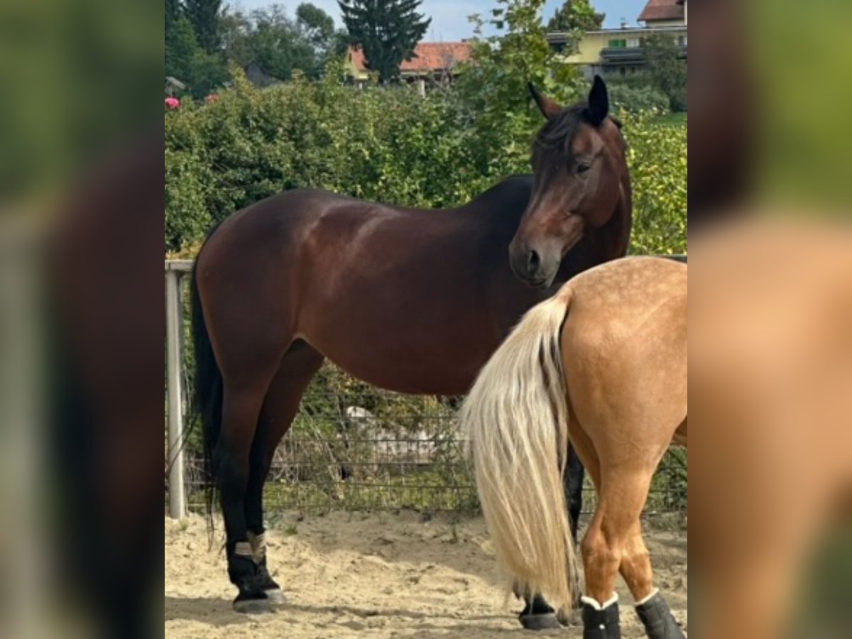 Austrian Warmblood Mare 12 years 16,3 hh Bay-Dark in Hart Bei Graz