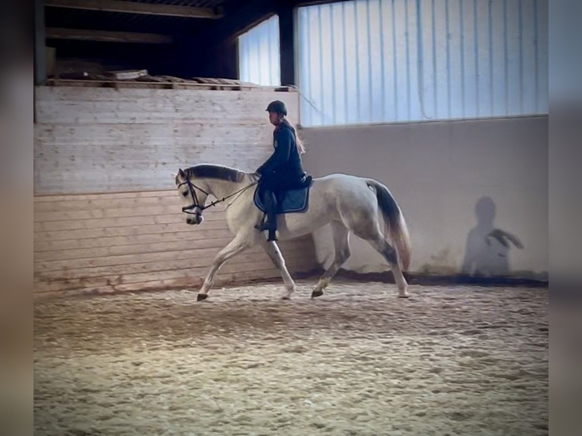 Austrian Warmblood Mare 13 years 16,1 hh Gray in Pelmberg