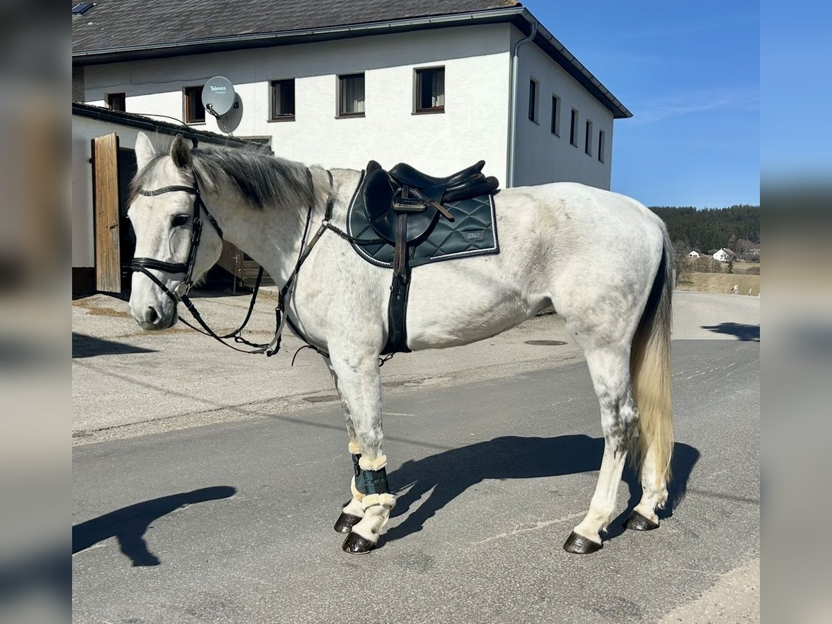 Austrian Warmblood Mare 13 years 16,2 hh Gray in Pelmberg