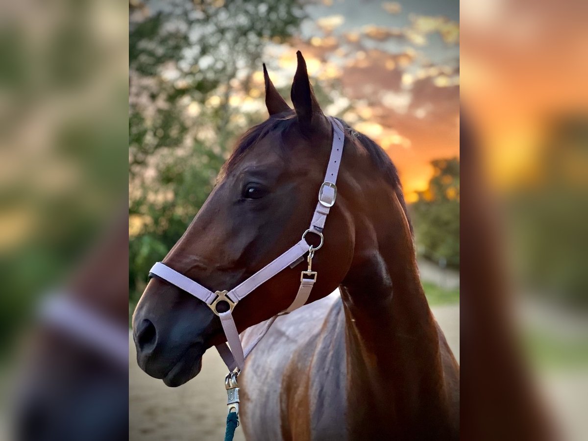 Austrian Warmblood Mare 13 years 16,3 hh Brown in Niederleis Austrian Warmblood Mare 13 years 16,3 hh Brown in Niederleis