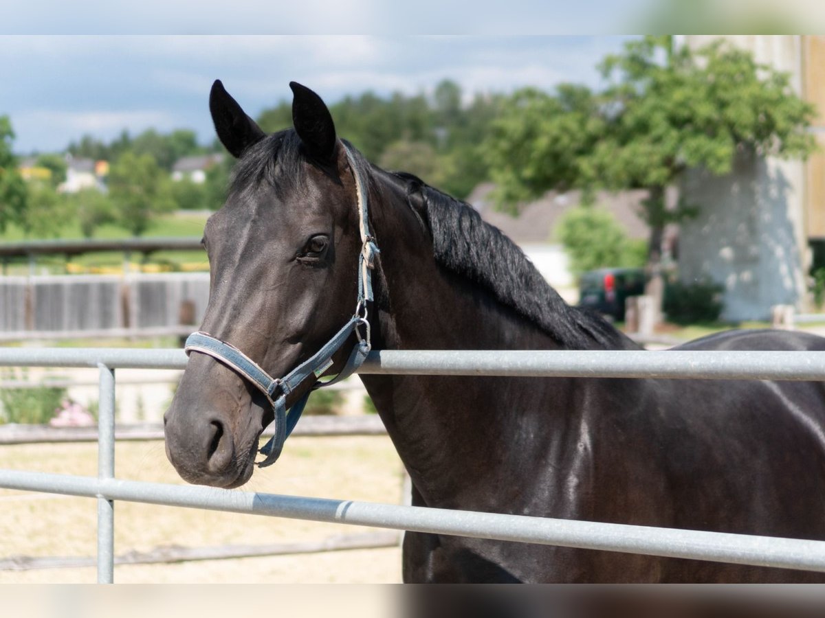 Austrian Warmblood Mare 14 years 16,1 hh Smoky-Black in Tragwein