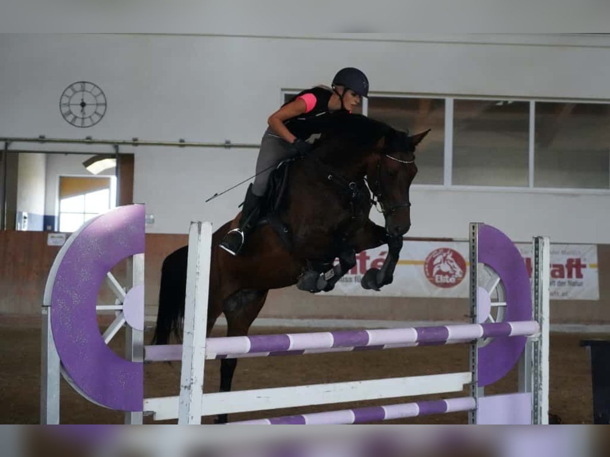 Austrian Warmblood Mare 15 years 15,2 hh Smoky-Black in St&#xF6;ttwang