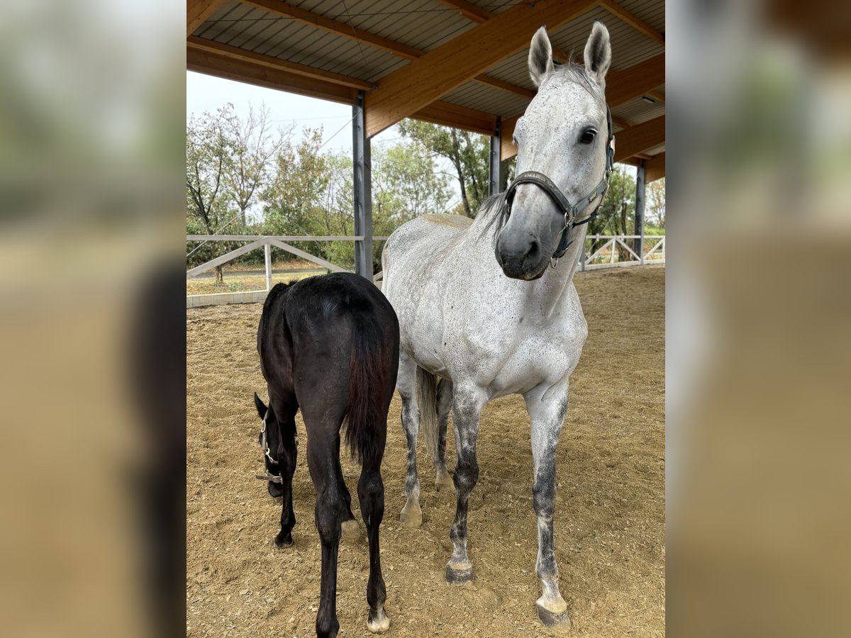 Austrian Warmblood Mare 15 years 16,2 hh Gray in Weikersdorf am Steinfelde