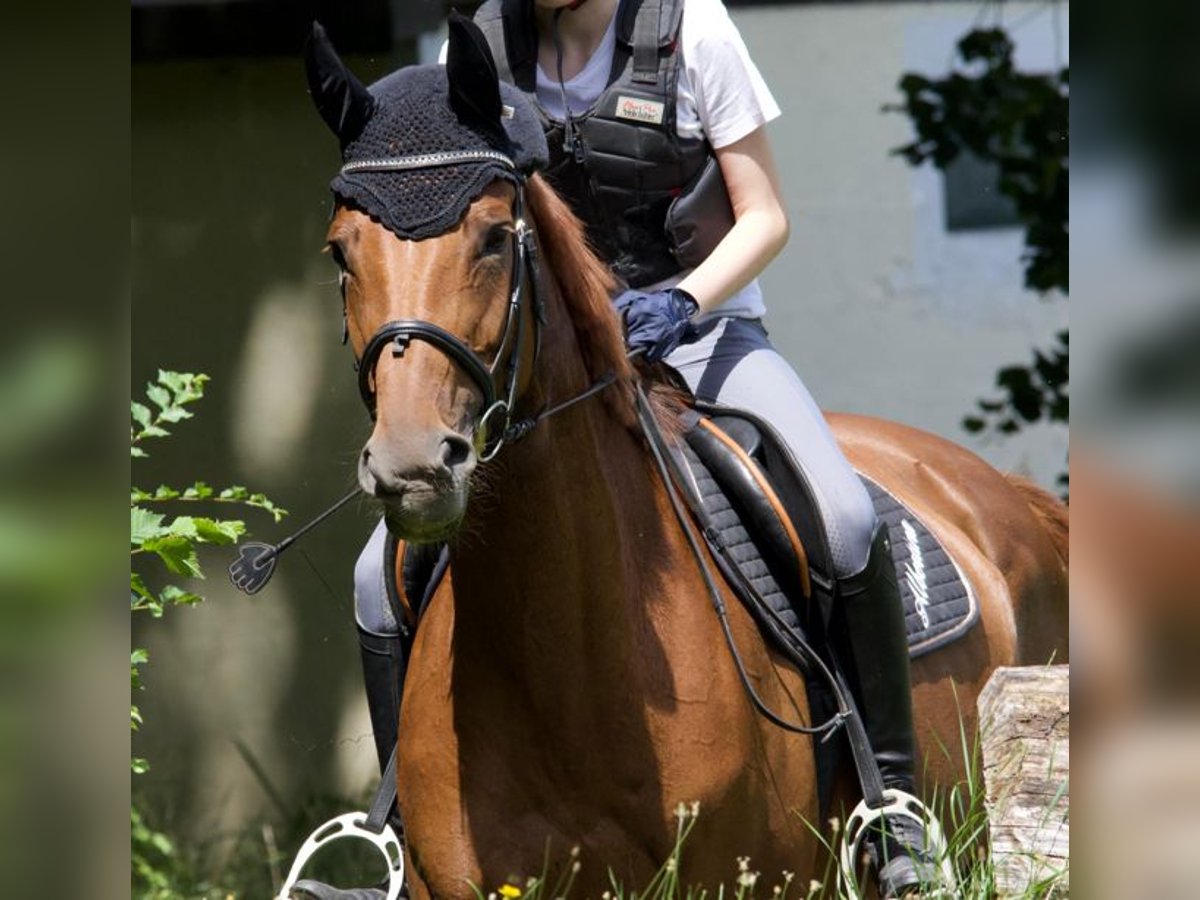 Austrian Warmblood Mare 16 years 16 hh Chestnut in Korneuburg